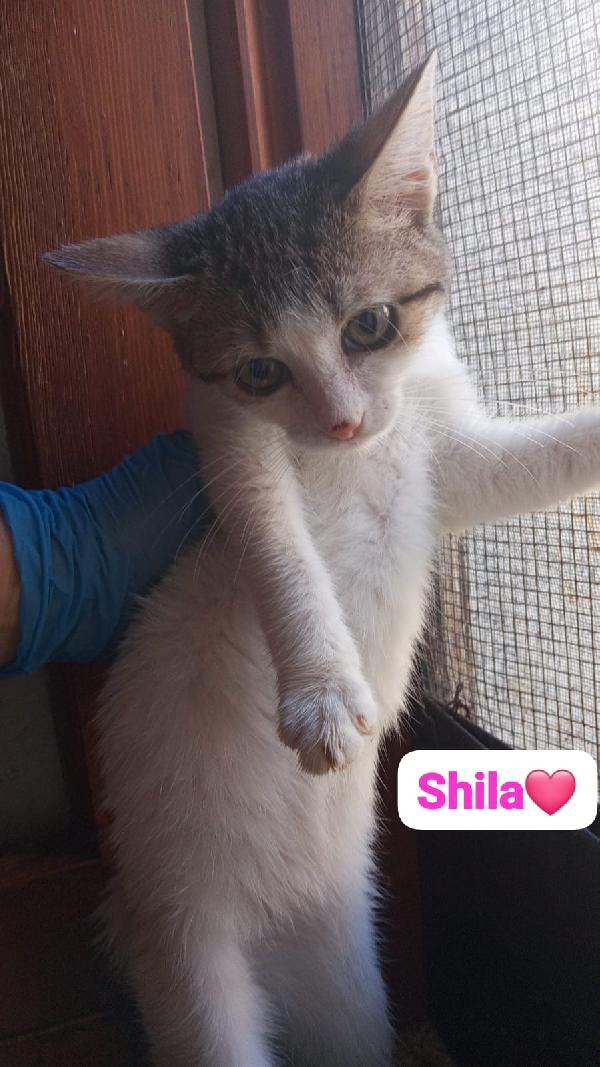 Gattini maschi e femmine cercano casa Foto 10