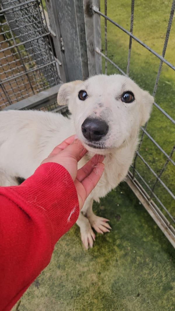 Oipe Tenero Cagnolino Taglia Medio Piccola Cerca Famiglia 