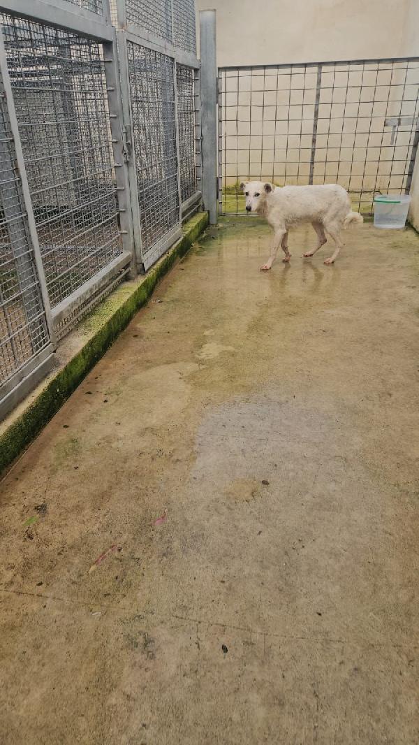 Oipe tenero cagnolino taglia medio piccola cerca famiglia  Foto 2