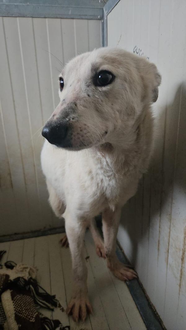 Oipe tenero cagnolino taglia medio piccola cerca famiglia  Foto 3