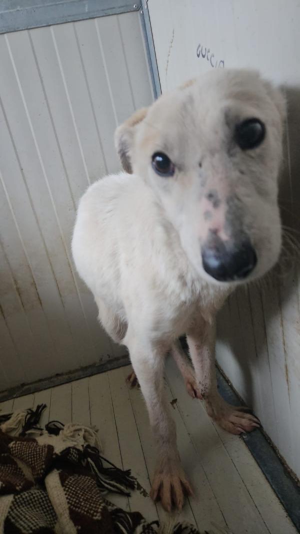 Oipe tenero cagnolino taglia medio piccola cerca famiglia  Foto 4