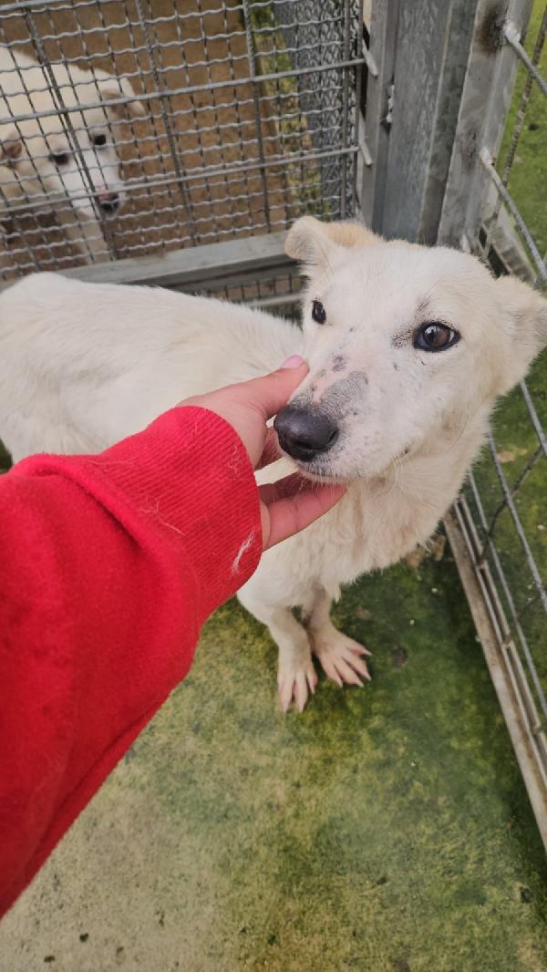 Oipe tenero cagnolino taglia medio piccola cerca famiglia  Foto 5