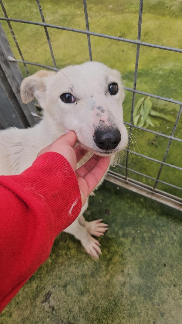 Oipe tenero cagnolino taglia medio piccola cerca famiglia  Foto 6