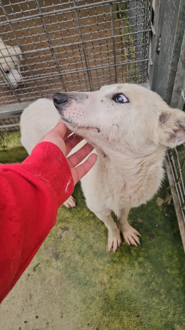 Oipe tenero cagnolino taglia medio piccola cerca famiglia  Foto 7