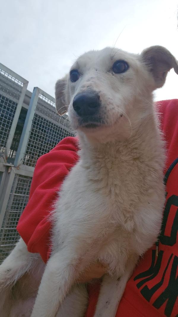 Oipe tenero cagnolino taglia medio piccola cerca famiglia  Foto 8