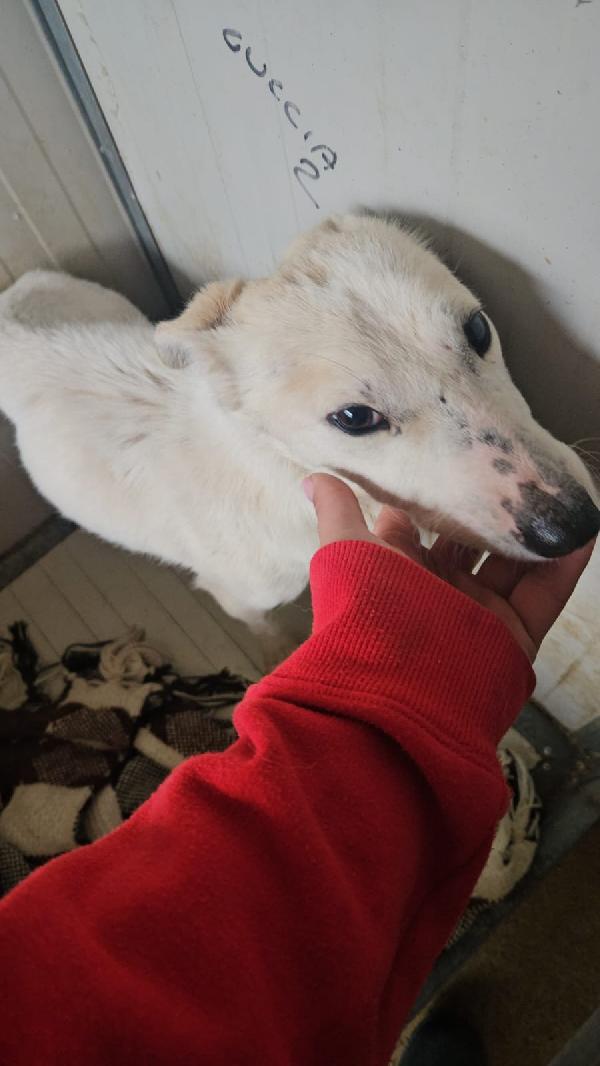 Oipe tenero cagnolino taglia medio piccola cerca famiglia  Foto 9