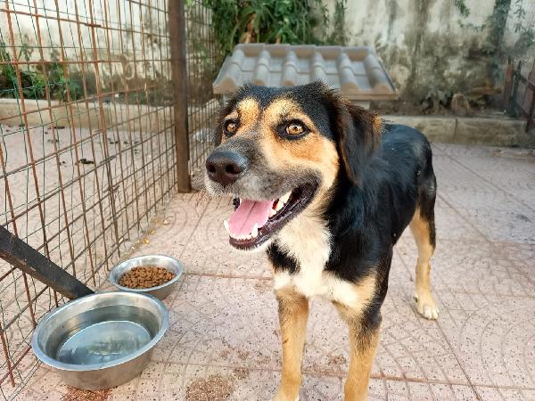 Gigio Splendido Giovanotto Media Taglia Cerca Casa 