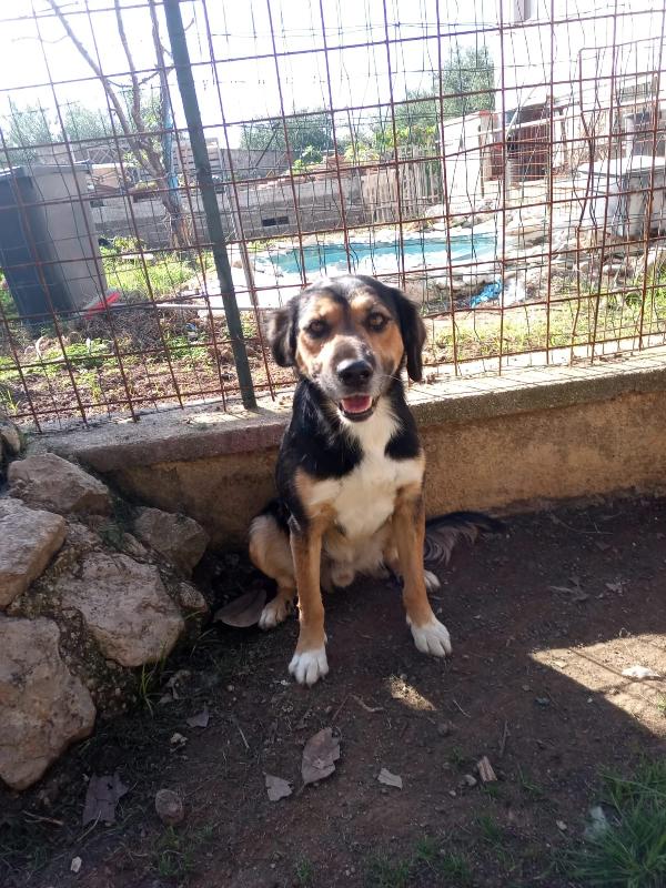 GIGIO SPLENDIDO GIOVANOTTO MEDIA TAGLIA CERCA CASA  Foto 2