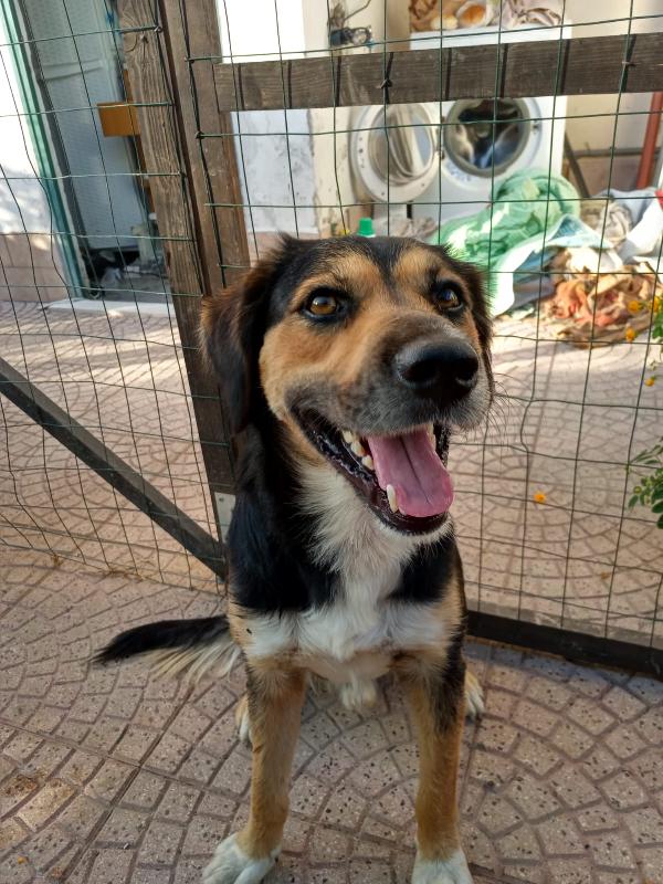 GIGIO SPLENDIDO GIOVANOTTO MEDIA TAGLIA CERCA CASA  Foto 5