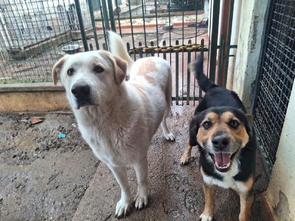 GIGIO SPLENDIDO GIOVANOTTO MEDIA TAGLIA CERCA CASA  Foto 7