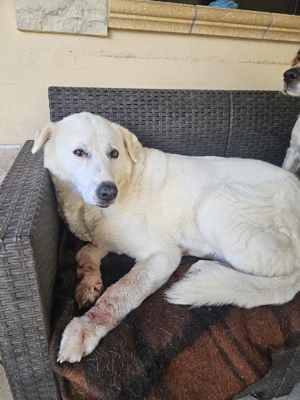 Consuelo: dolce, equilibrata, socievole Foto 4