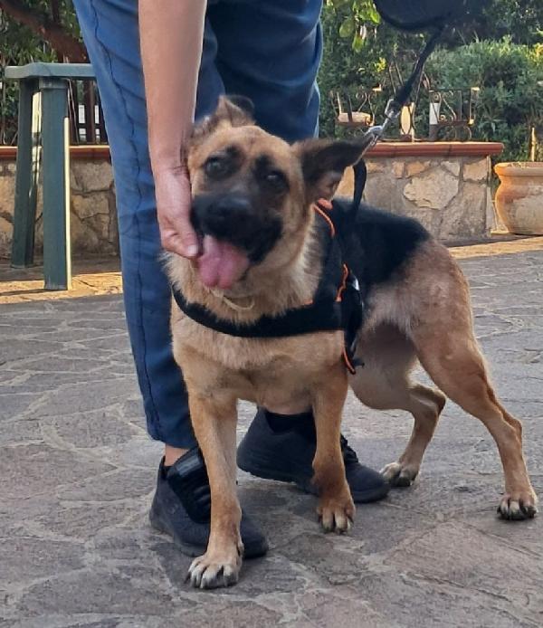 Pastore Tedesco femmina 3anni CIECA ! SICILIA SOS Foto 2