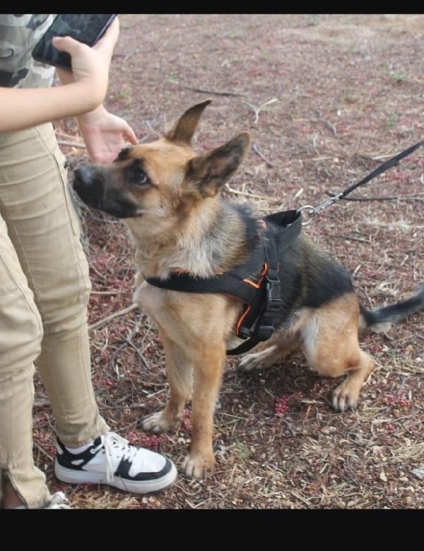 Pastore Tedesco femmina 3anni CIECA ! SICILIA SOS Foto 4