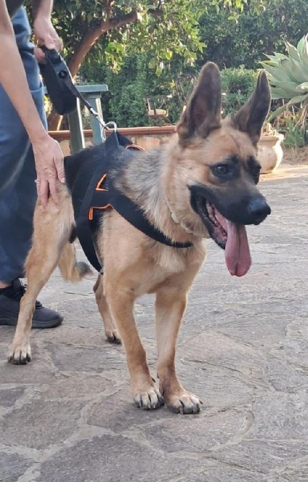 Pastore Tedesco femmina 3anni CIECA ! SICILIA SOS Foto 3