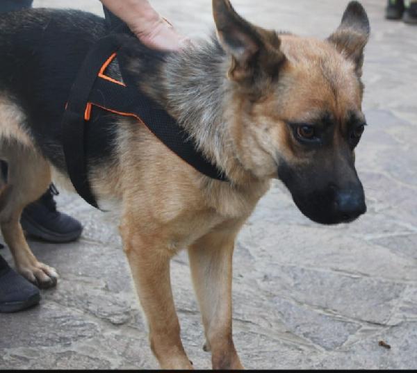 Pastore Tedesco femmina 3anni CIECA ! SICILIA SOS Foto 5