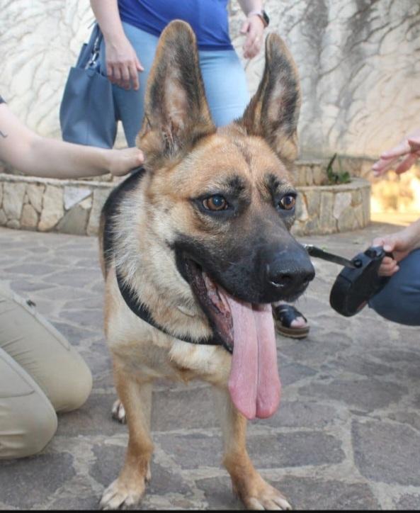 Pastore Tedesco femmina 3anni CIECA ! SICILIA SOS Foto 7