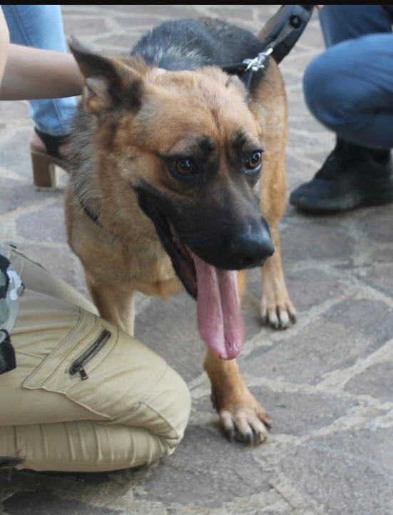 Pastore Tedesco femmina 3anni CIECA ! SICILIA SOS Foto 8