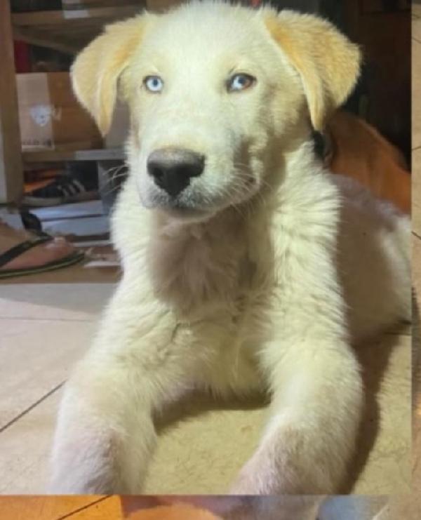 Cucciolo 3Mesi Occhi Azzurri.mantova