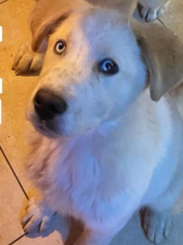 Cucciolo 3mesi occhi azzurri.MANTOVA Foto 2