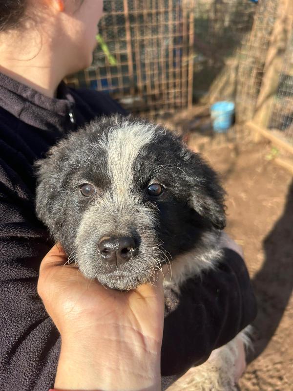 Nanouk Splendida Cucciolotta Dolce Cerca Casa 