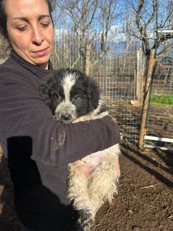 Nanouk splendida cucciolotta dolce cerca casa  Foto 2