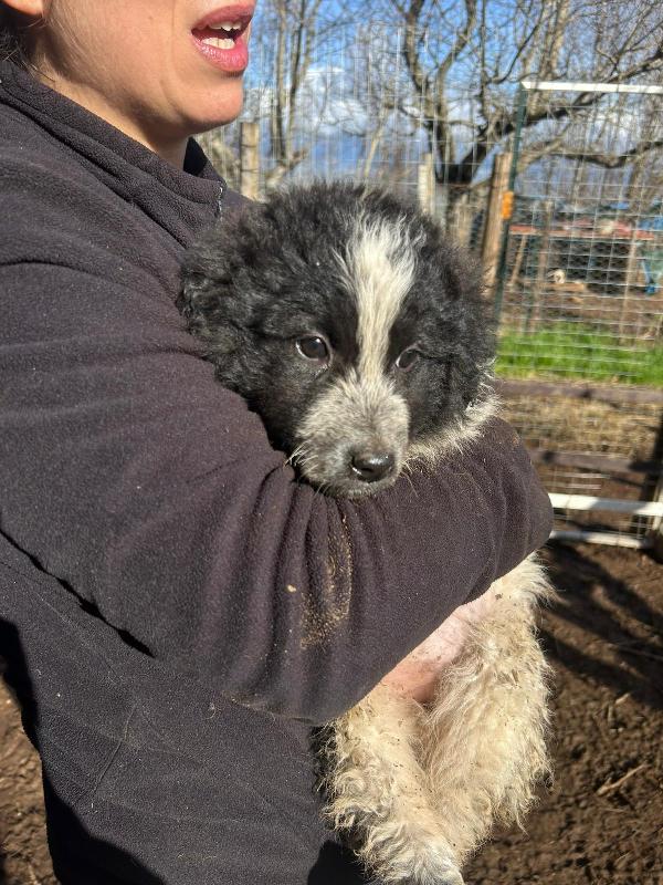 Nanouk splendida cucciolotta dolce cerca casa  Foto 3