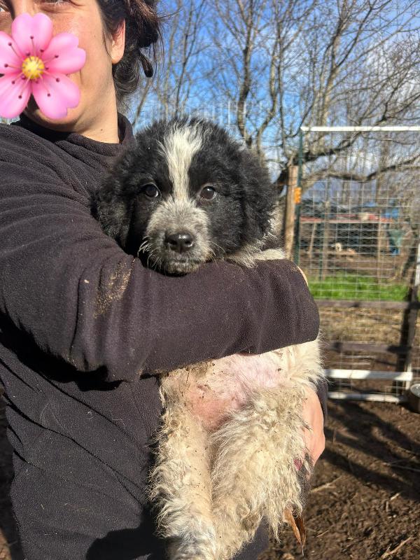 Nanouk splendida cucciolotta dolce cerca casa  Foto 4