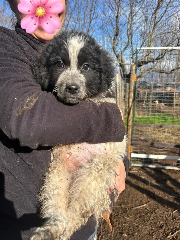 Nanouk splendida cucciolotta dolce cerca casa  Foto 5