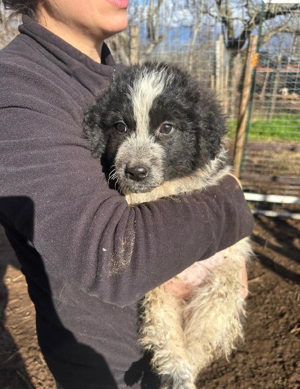 Nanouk splendida cucciolotta dolce cerca casa  Foto 6