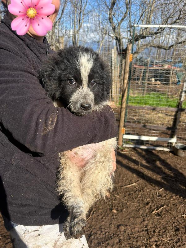 Nanouk splendida cucciolotta dolce cerca casa  Foto 7