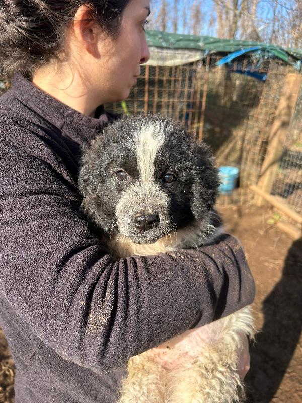 Nanouk splendida cucciolotta dolce cerca casa  Foto 8