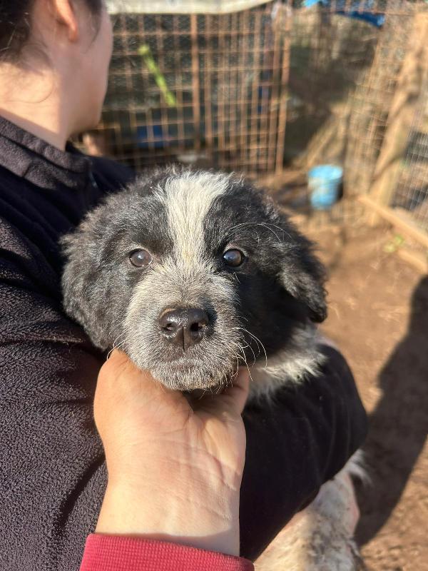 Nanouk splendida cucciolotta dolce cerca casa  Foto 9