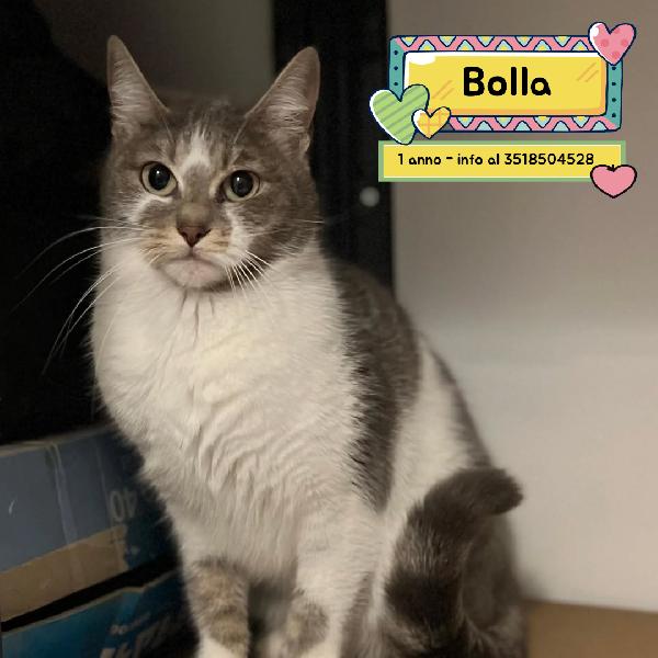 Bolla Dolce Gattina 1 Anno Cerca Casa - In Adozione