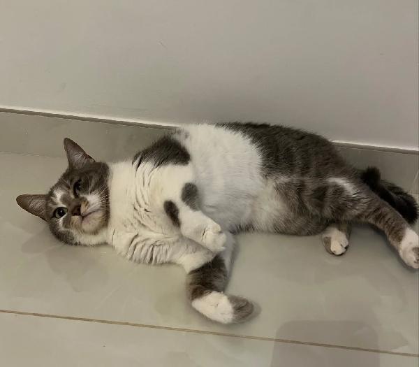 BOLLA dolce gattina 1 anno cerca casa - in adozione Foto 2