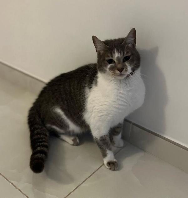 BOLLA dolce gattina 1 anno cerca casa - in adozione Foto 3