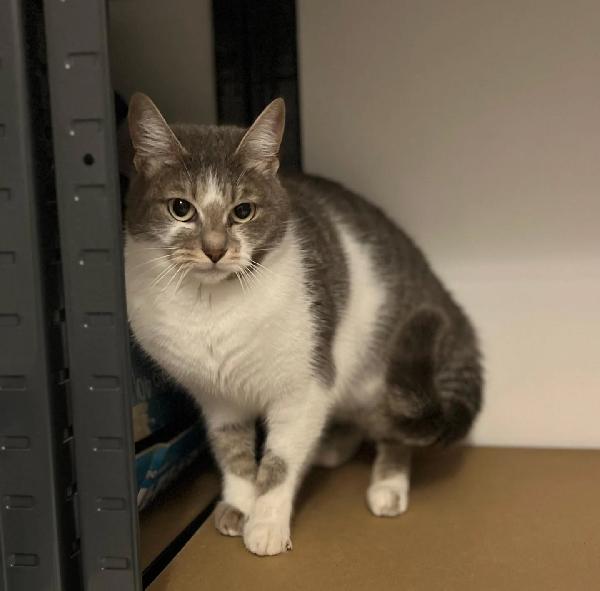 BOLLA dolce gattina 1 anno cerca casa - in adozione Foto 4