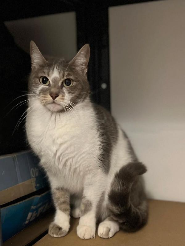 BOLLA dolce gattina 1 anno cerca casa - in adozione Foto 5