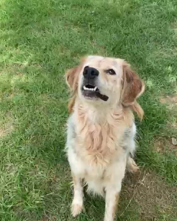 Salvato da 1aguzzino 6anni fa ! NAPOLI Foto 2