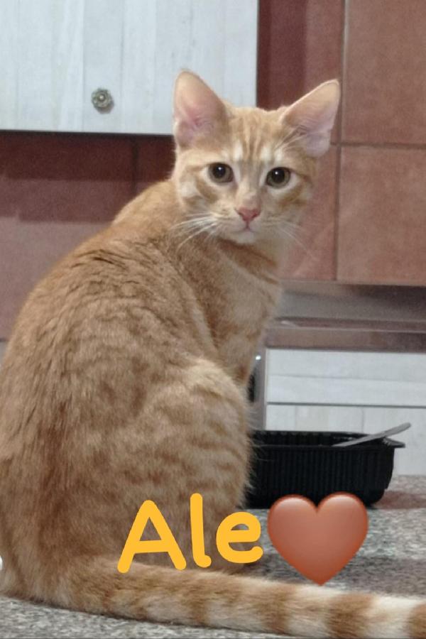 2mici rossi 8mesi meravigliosi.ROMA SOS Foto 2