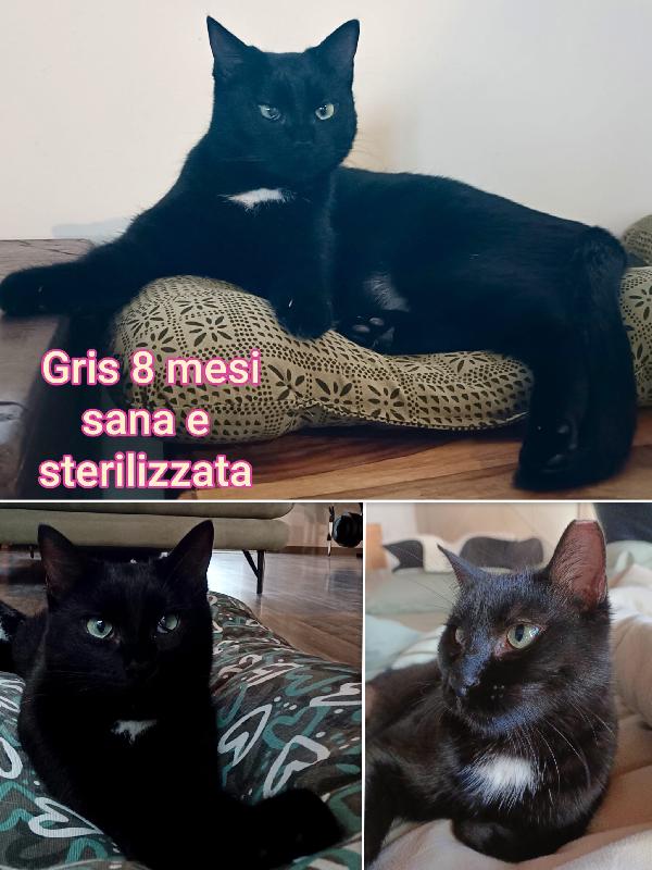 Chiamate per salvare un micio  Foto 2