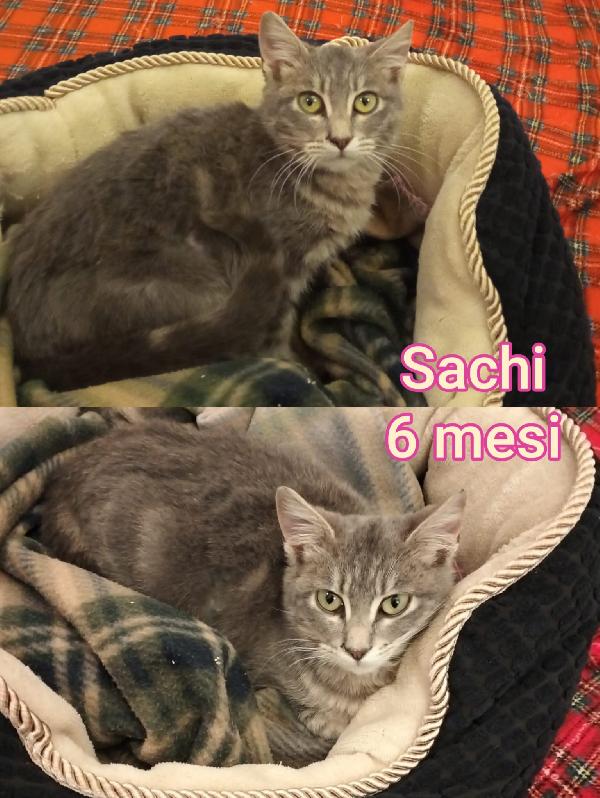 Chiamate per salvare un micio  Foto 3