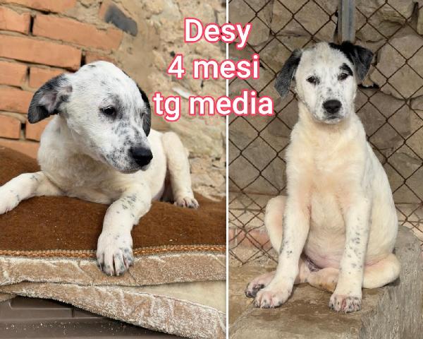 CUCCIOLOTTI SUPERTENERI  Foto 3