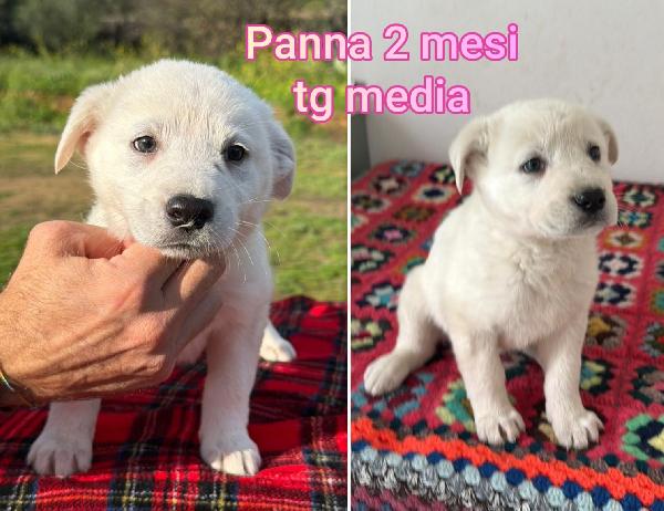 CUCCIOLOTTI SUPERTENERI  Foto 4