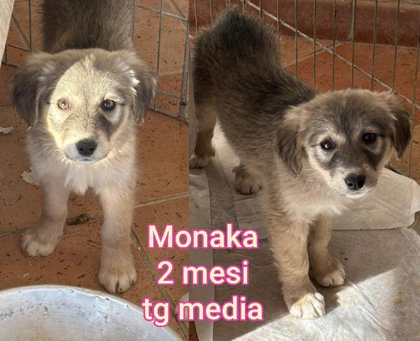 CUCCIOLOTTI SUPERTENERI  Foto 6