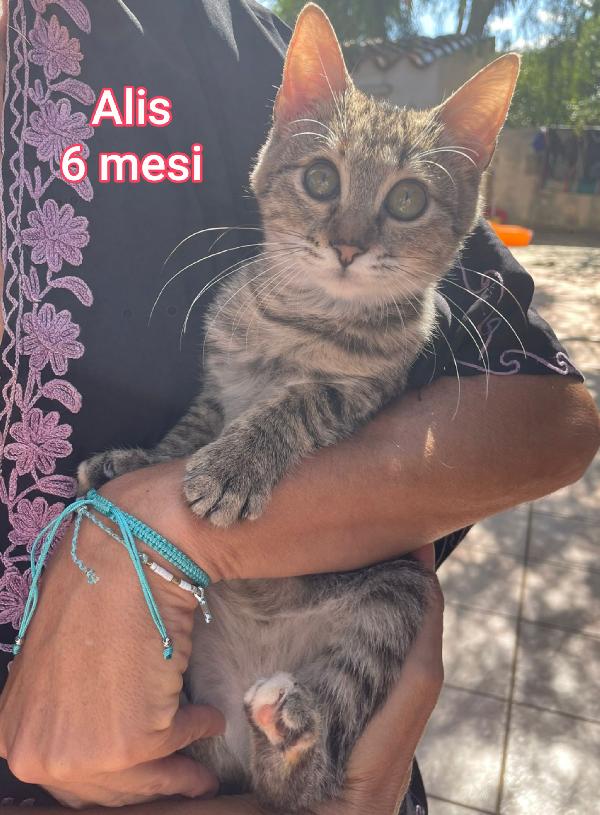 GATTINI ABBANDONATI: EMERGENZA  Foto 11