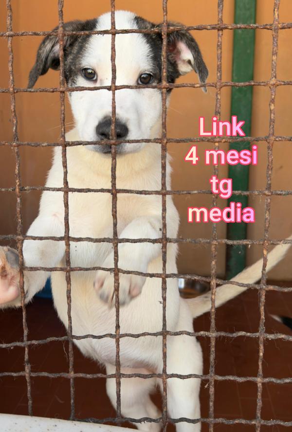 CUCCIOLI ABBANDONATI: URGENTE Foto 2