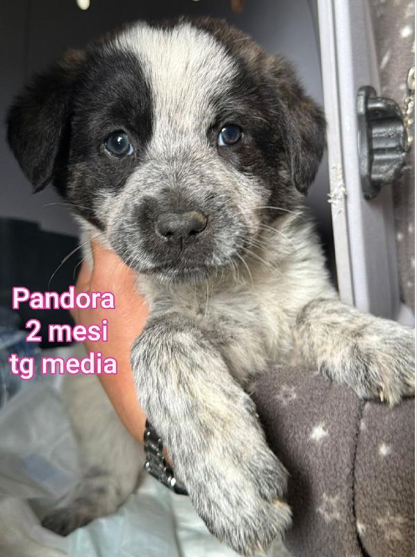 CUCCIOLI ABBANDONATI: URGENTE Foto 4