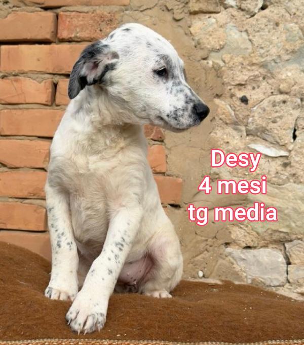 CUCCIOLI ABBANDONATI: URGENTE Foto 6