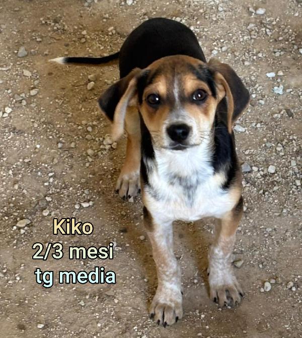 CUCCIOLI ABBANDONATI: URGENTE Foto 8