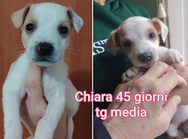 Adotta Un Cucciolo Bisognoso 